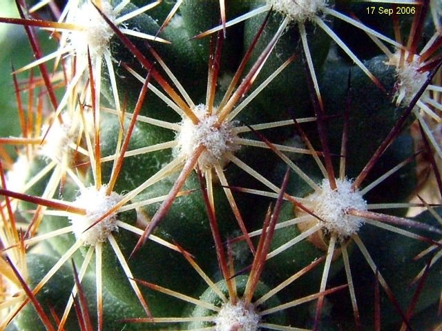 Mammillaria _capensis _07